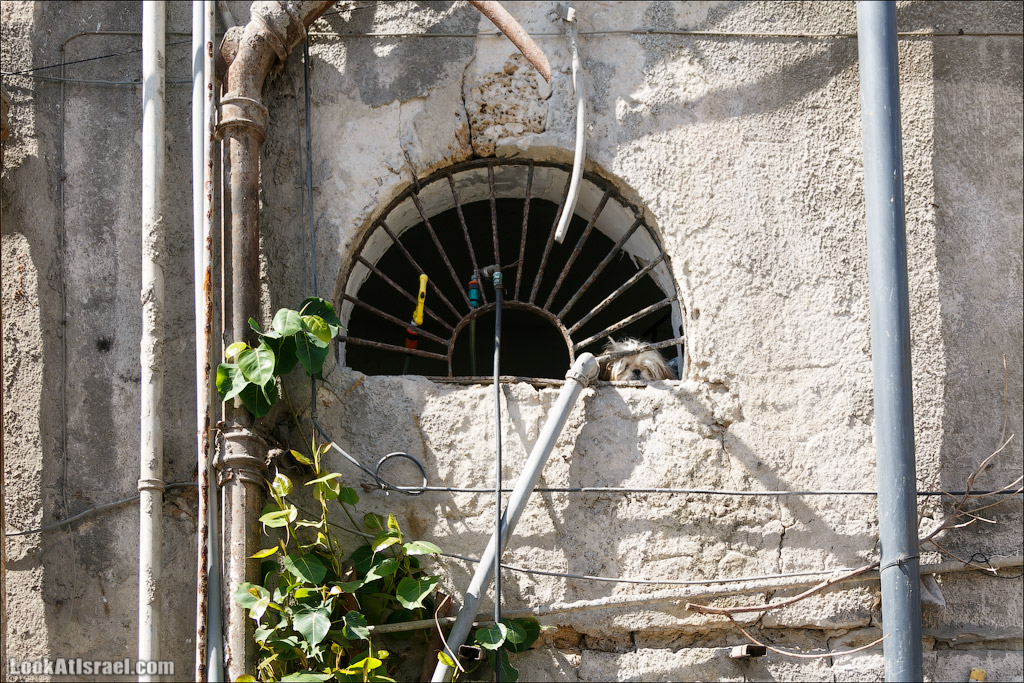 LookAtIsrael.com - Фото путешествия по Израилю | Портреты собак Тель Авива