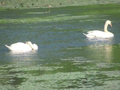 bog swans swimming in lily pads1
