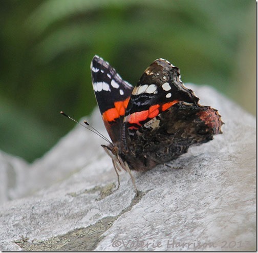 44-red-admiral