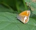 Coenonympha arcania LINNAEUS, 1761. Les Hautes-Lisières (Rouvres, 28), 8 juin 2011. Photo : J.-M. Gayman