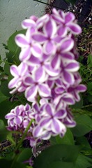 Lilacs May 2013