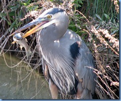 7115 Texas, South Padre Island - Birding and Nature Center - Great Blue Heron with a fish