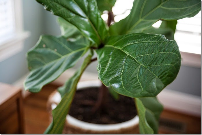 How I Care for My Fiddle Leaf Fig(Ficus Lyrata) - design addict mom