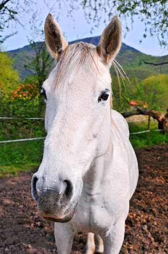 2508698784_bfa558a517_b