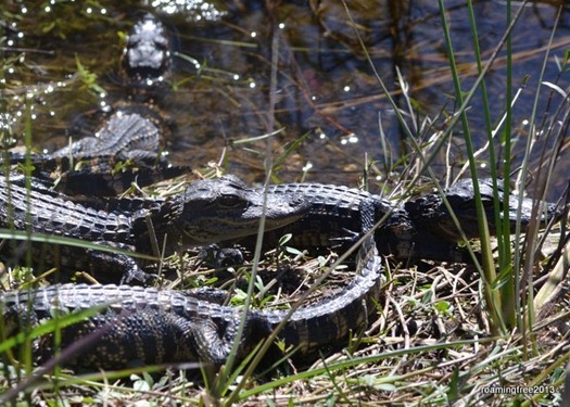 A litter (?) of 9 baby alligators
