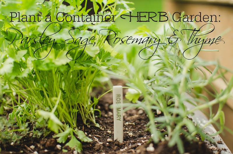 Plant a Container Herb Garden | personallyandrea.com
