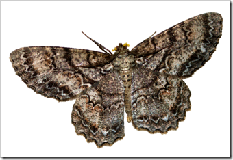 moth2 moth2