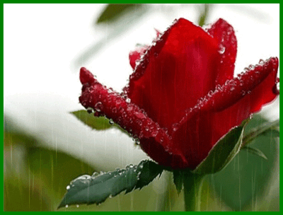 imagem-rosa-com-chuva.gif