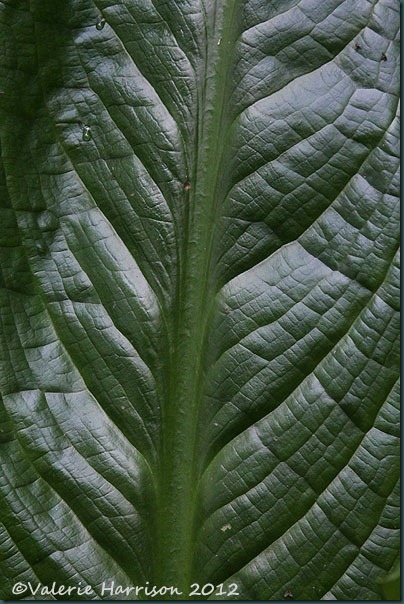 5 huge-leaf
