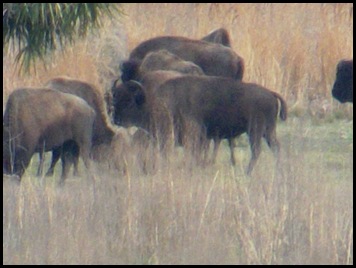 Buffalo, horses & deer 025