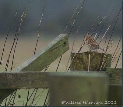 43-reed-bunting-female