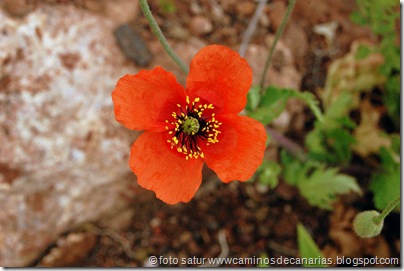2423 Temisas-Agüimes(Amapola fina) 2423 Temisas-Agüimes(Amapola fina)