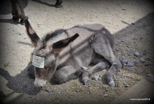 Baby Burro isn't ready for solid food yet