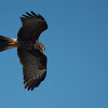 Female Snail Kite