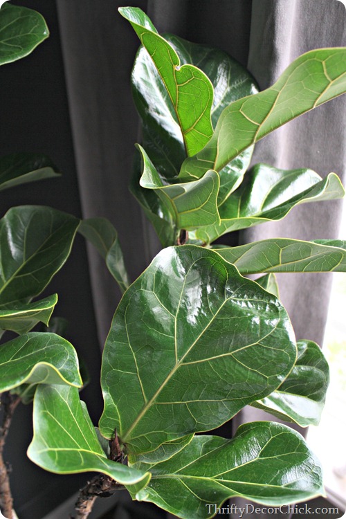My new favorite plant, the fiddle leaf Thrifty Decor Chick Thrifty