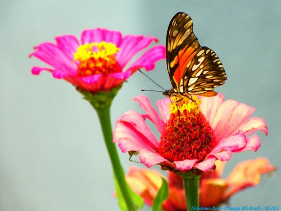 Lépidoptères de Pitangui au Minas Gerais - Dione juno juno (CRAMER, 1779). Pitangui (MG, Brésil), 26 février 2012. Photo : Nicodemos Rosa