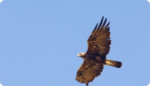 aquila Reale3_scheda_specie_grande aquila Reale3_scheda_specie_grande