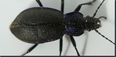 beetle-body