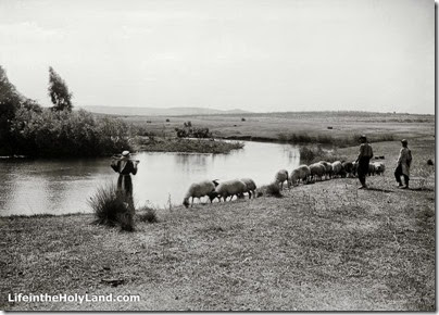 Aphek, source of Yarkon River with flock of sheep, mat02807
