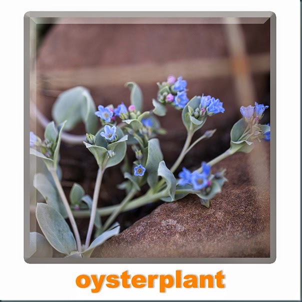 oysterplant