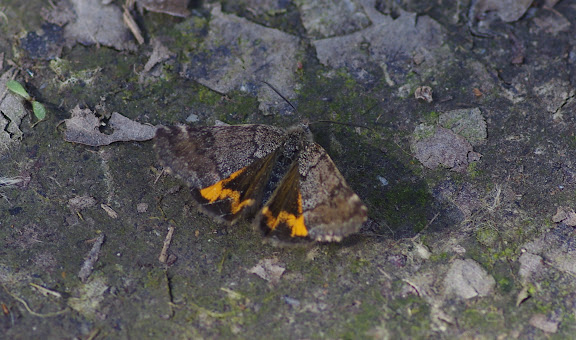 Geometridae : Archiearinae : Boudinotiana notha (HÜBNER, 1803). Les Hautes-Lisières (Rouvres, 28), 26 mars 2012. Photo : J.-M. Gayman