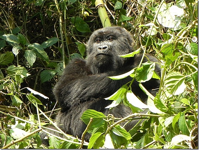 Rwanda_Gorillas (8)