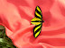 Ornithoptera tithonus misresiana JOICEY & NOAKES, 1916, mâle, sur leurre rouge. Meni, Arfak, août 2007. Photo : Laurent Mercié