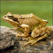 Brown Frog