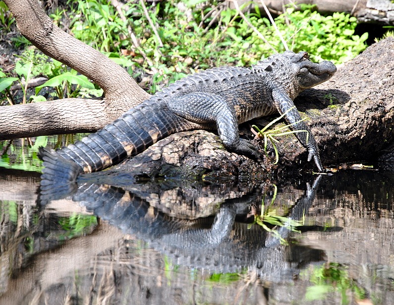 [03%2520-%2520Kayak%2520Trip%2520-%2520Animal%2520-%2520Alligator%255B5%255D.jpg]