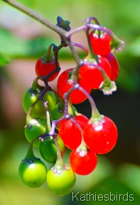 3. berries-kab