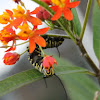 Monarch Caterpillar