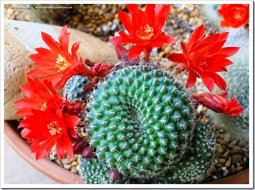 140520_rebutia_flowers_007