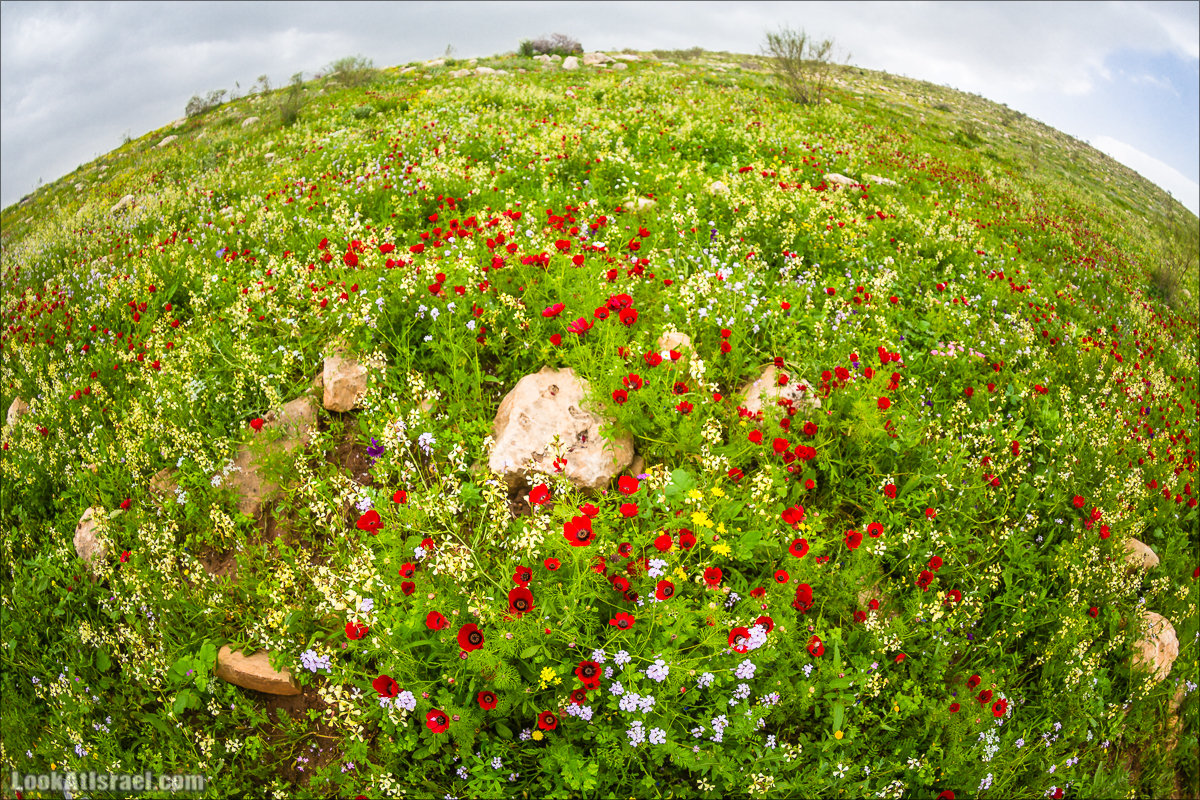 LookAtIsrael.com - Ручей (нахаль) Талкид | Nahal Talkid | נחל תלקיד