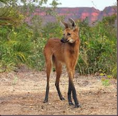 Amazing Animal Pictures The Maned Wolf (5)