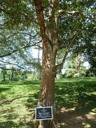 Pomul plantat de Manea Manescu in Sri Lanka
