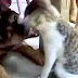 Cats Fighting [ Funny Videos ]