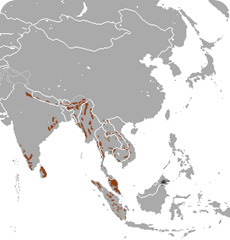 elefante asiatico areale