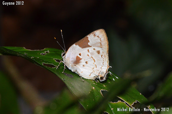 Tmolus cydrara (HEWITSON, 1868). Saül, novembre 2012. Photo : Michel Belloin