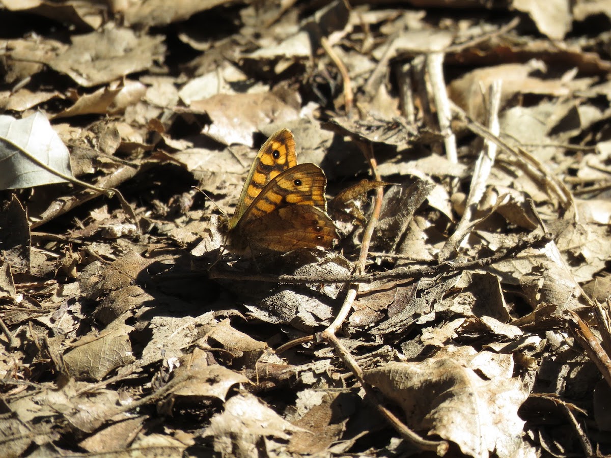 Speckled Wood Butterfly