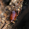 Broad Wood Cockroach