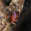 Broad Wood Cockroach