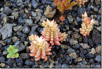 5220 Guayadeque-El Ejido(Crassula jabonera) 5220 Guayadeque-El Ejido(Crassula jabonera)