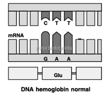 DNA hemoglobin normal