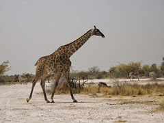 girafe du Cap