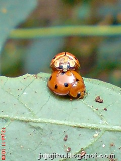 Variable Ladybird (Coelophora inaequalis) mating