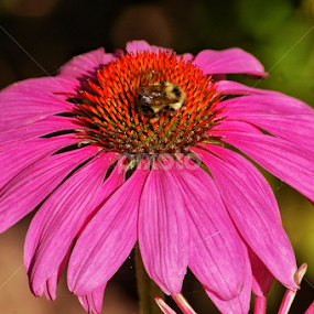 Bee busy. by Todd Bellamy - Flowers Single Flower