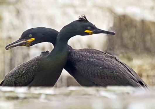 [4784d4b73080c39ae54fcac278f_prev2.jpg]