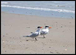01a- Nature - Royal Terns