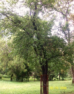 Santalum album Tree