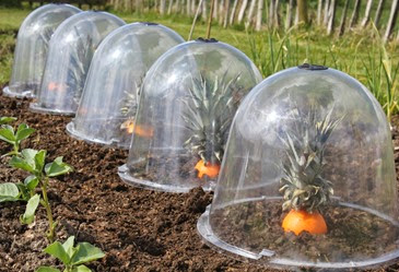 Pineoranges under Haxnicks bell cloches at Connerby Farm, Mere, Wilsthire